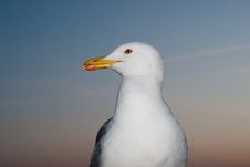 Seagull Portrait Stock Photos