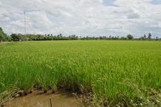 Rice Fields Stock Images