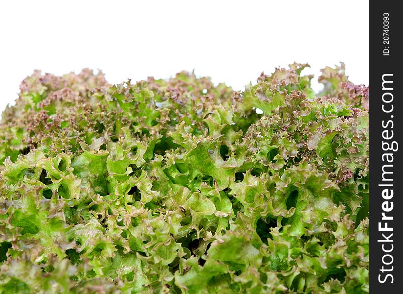 Curly lettuce leaves on a white background