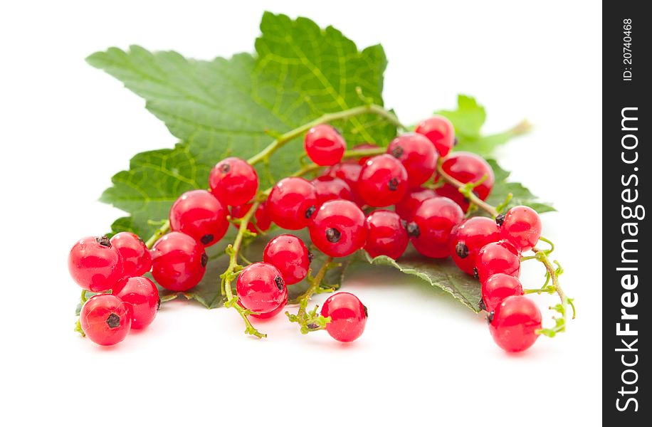 Red currants on a white background