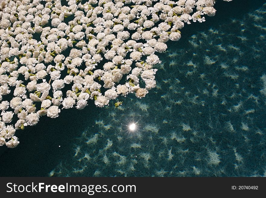 White carnations arranged as wedding decoration are floating in a swimming pool together with reflected sun rays. White carnations arranged as wedding decoration are floating in a swimming pool together with reflected sun rays.