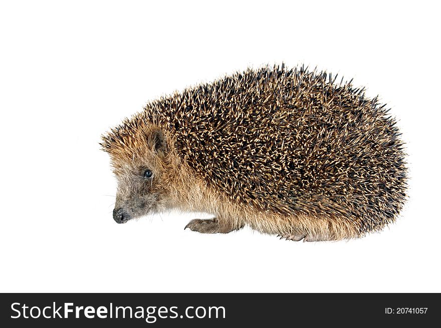 Sitting hedgehog on white background