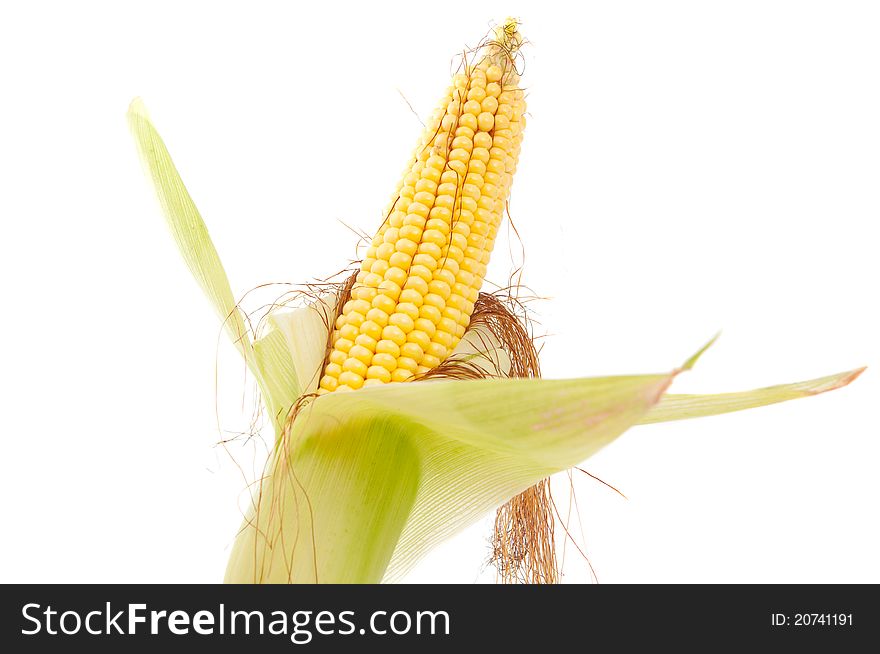 Maize on a white background