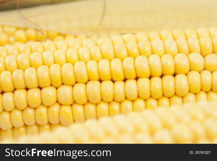 Closeup of corn on the cob
