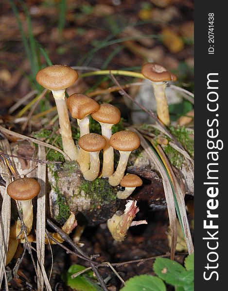 Mushrooms honey agarics grow on a stub in a wood