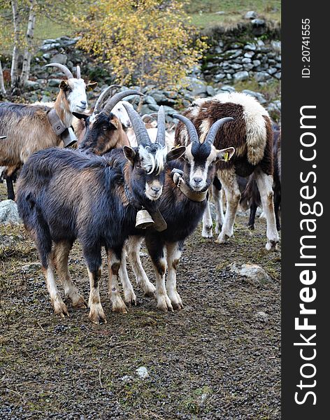 Flock of goats in a small village in val gronda