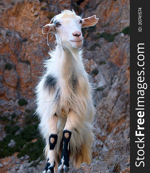 Portrait of a goat standing on the hill in Crete. Portrait of a goat standing on the hill in Crete.