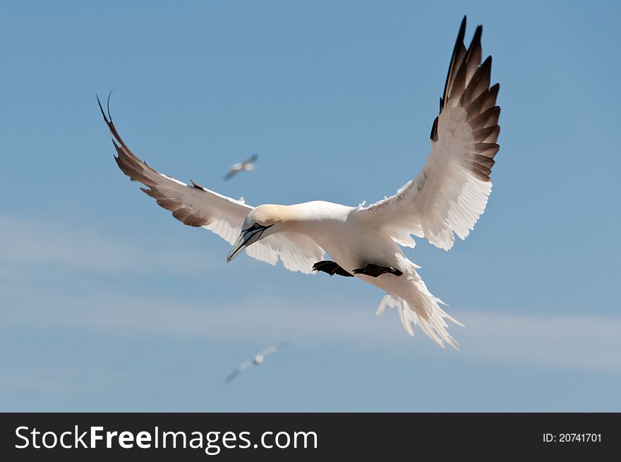 Northern gannet flying under a blue sky. Northern gannet flying under a blue sky