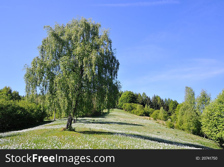 Large meadow in the mountains with trees and flowers white with green grass and quiet. Large meadow in the mountains with trees and flowers white with green grass and quiet