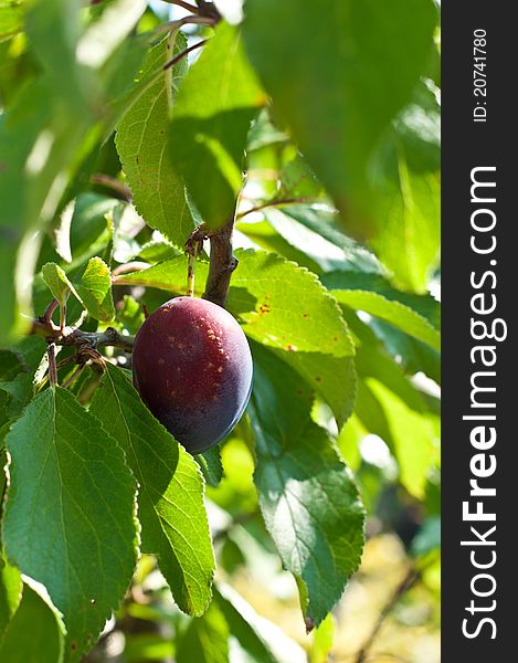 A fresh plum in a tree