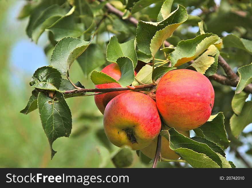 Tree with red and yellow apples