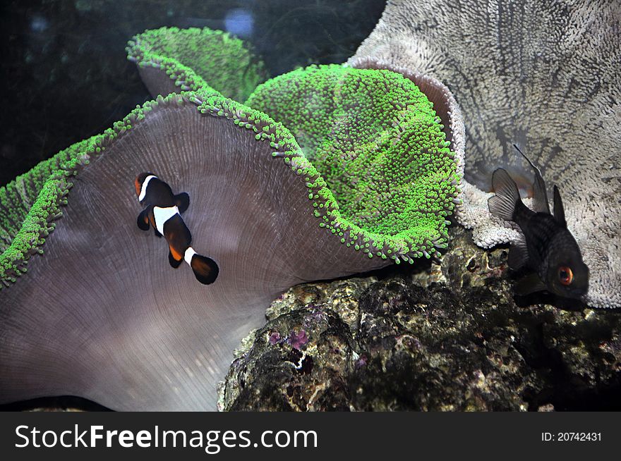 A clown anemonefish in colorful anemone