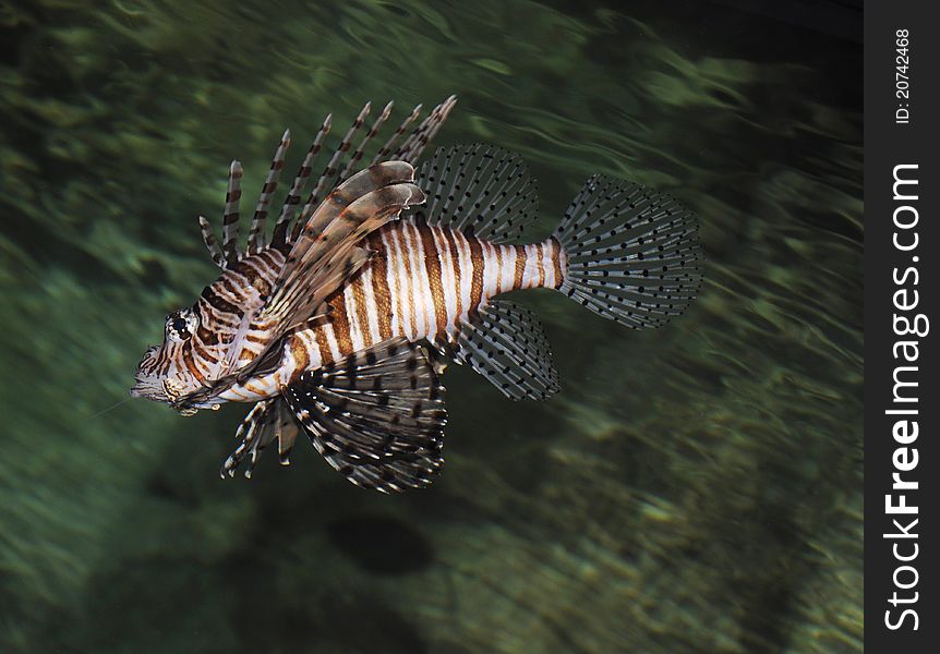 Photo of the beautiful motley fish in the aquarium