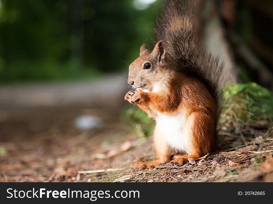 Red Squirrel Eating In A Park