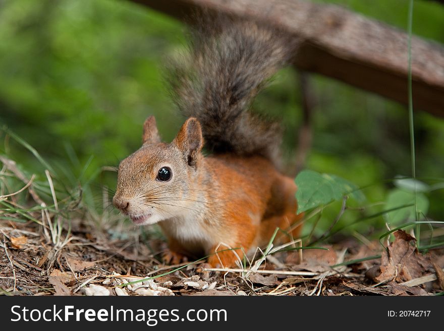 Close-up A photo of the young fluffy European squirrel searching for forage and livelihood in summer wood among withered last year's leaves. Close-up A photo of the young fluffy European squirrel searching for forage and livelihood in summer wood among withered last year's leaves