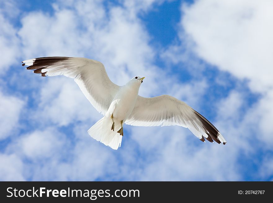 White sea gull flying in the blue sunny sky over the coast of Baltic Sea. White sea gull flying in the blue sunny sky over the coast of Baltic Sea