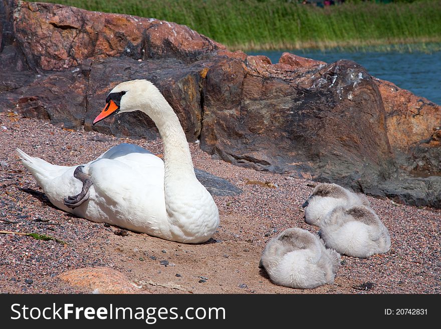 White swan with three sleeping fluffy gray baby birds having a rest on sand coast of Baltic sea. White swan with three sleeping fluffy gray baby birds having a rest on sand coast of Baltic sea