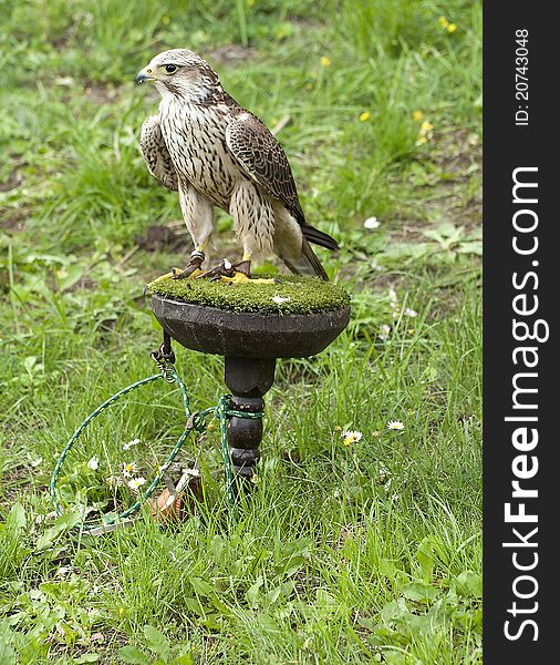 Falcon standing on breeding stand. For security reason he is tighten by a rope.