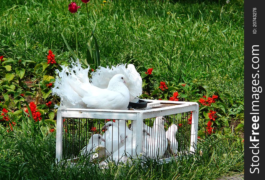 Many white pigeons in cages on a green grass. Many white pigeons in cages on a green grass
