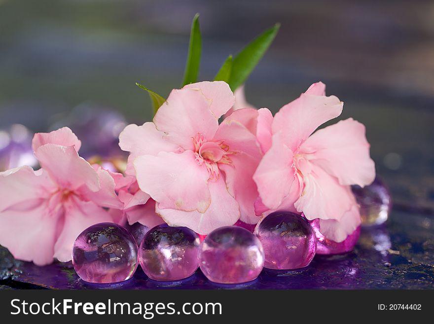 Pink flowers on the rainy table