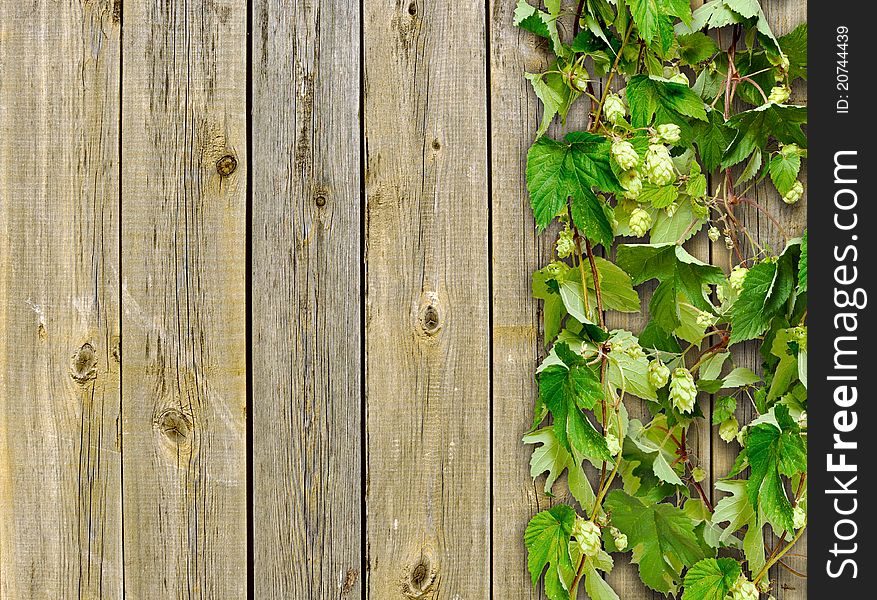 A old wooden fence and a climber plant hop