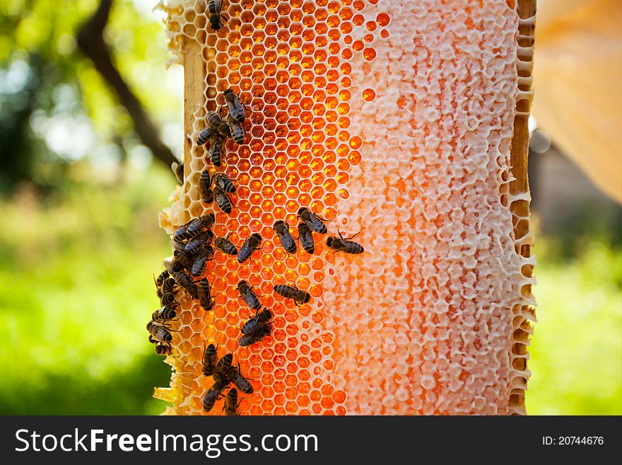 Worker bees on honeycomb outdoors