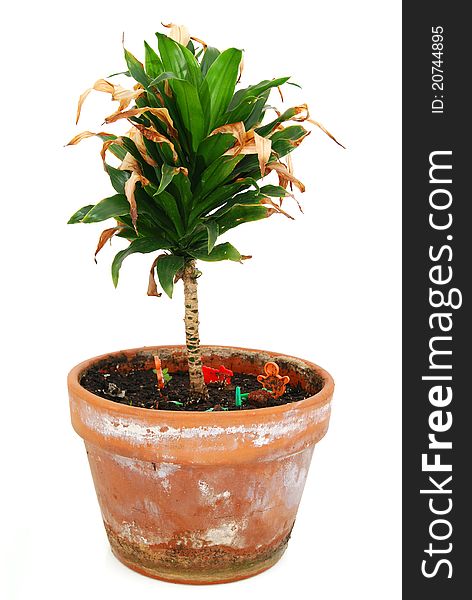 A houseplant tree on white background