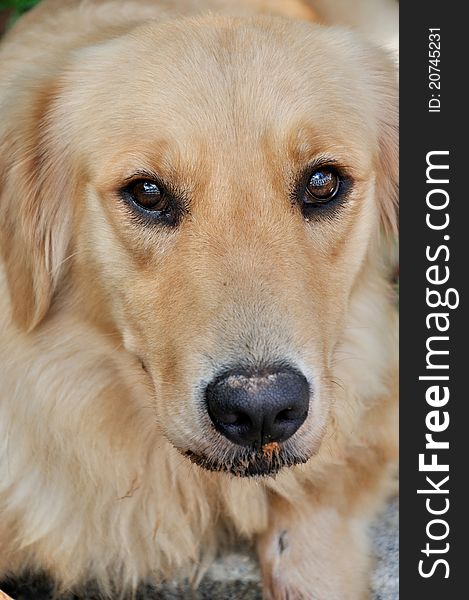 A beautiful golden retriever dog, with golden color fur and bright eyes. A beautiful golden retriever dog, with golden color fur and bright eyes.