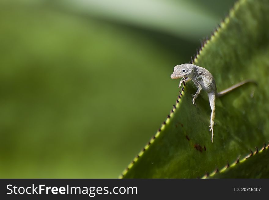 Small grey lizard sitting on a large green leaf. Small grey lizard sitting on a large green leaf