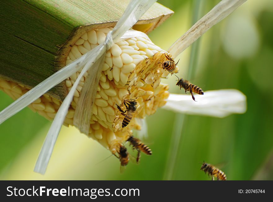 Bees Take Nectar From The Palm Tree
