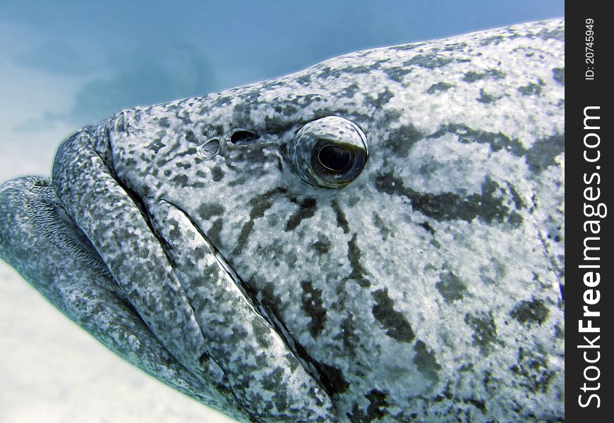 Giant Cod at the Cod Hole in the Great Barrier Reef, Australia