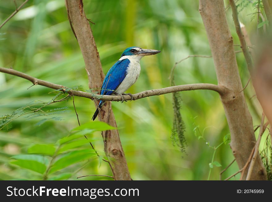 Collared Kinfisher (Halcyon chloris), Thailand. Collared Kinfisher (Halcyon chloris), Thailand