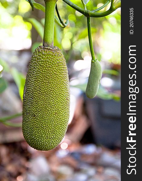 Jackfruit on a tree