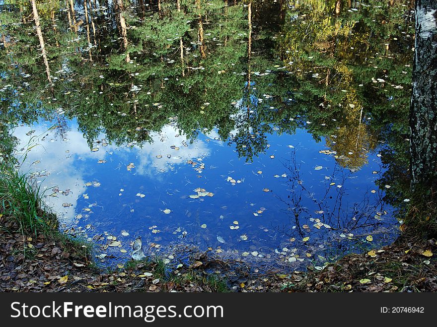 Reflection of trees and sky in the pond. Reflection of trees and sky in the pond