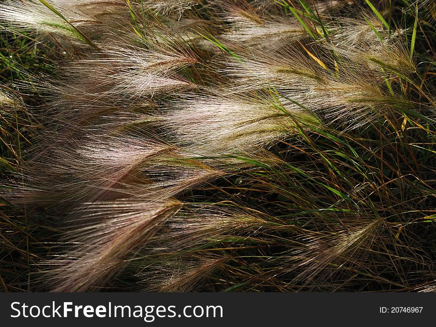 Foxtail Barley, a roadside grass. Foxtail Barley, a roadside grass
