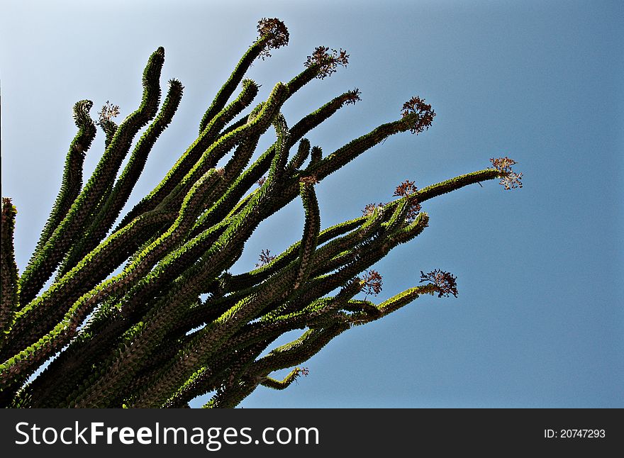 Photo of an Ocotillo Cactus (Fouquieria splendens) set against a midday sky. Photo of an Ocotillo Cactus (Fouquieria splendens) set against a midday sky.