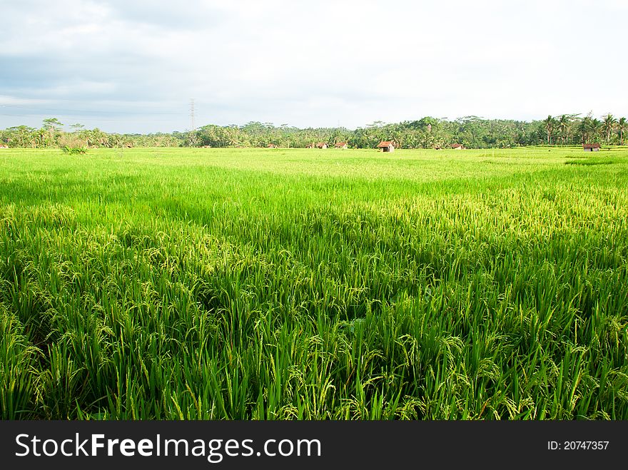Rice is the staple food for Indonesian people, the farmers use wet-land system to cultivate rice. Rice is the staple food for Indonesian people, the farmers use wet-land system to cultivate rice