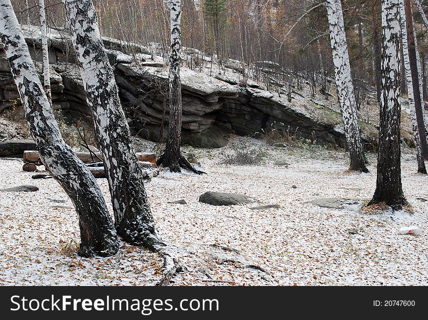 Winter birch path and stones