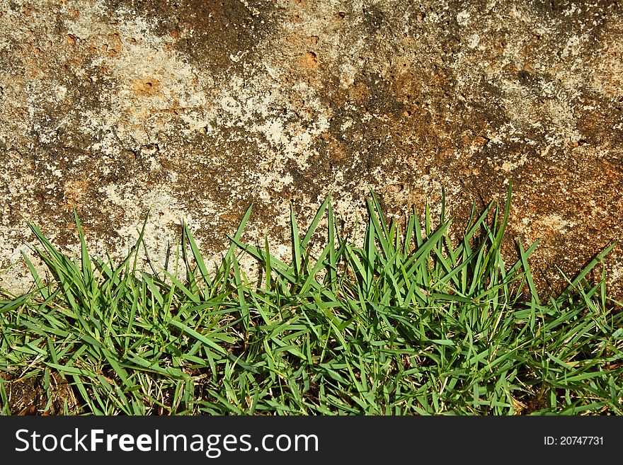 Green grass and concrete wall