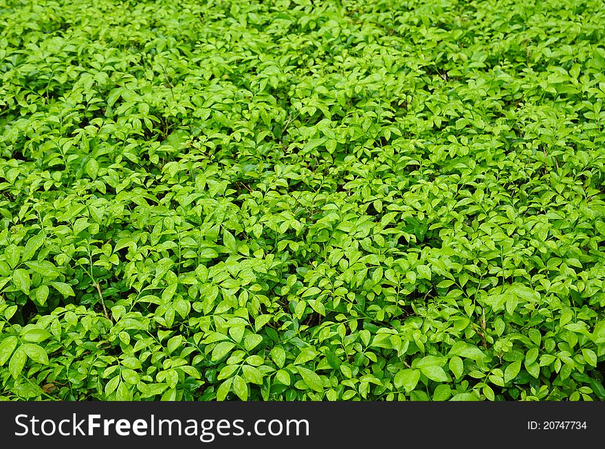 Fresh green leaf with water