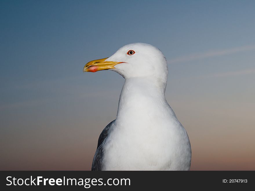 Seagull portrait