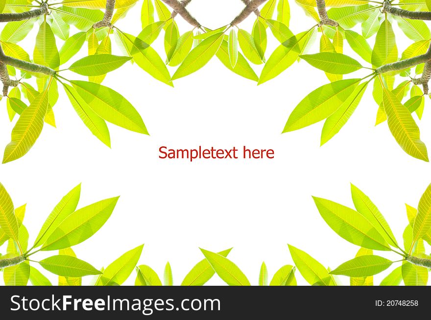 Pattern of Green leaves on white background as a greeting card