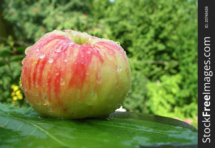 Wet apple (grushovka) on green background