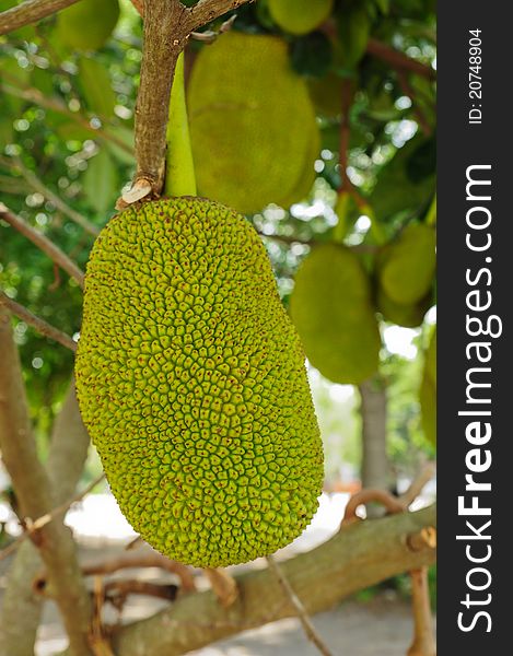 Image of jackfruit on the tree. Image of jackfruit on the tree