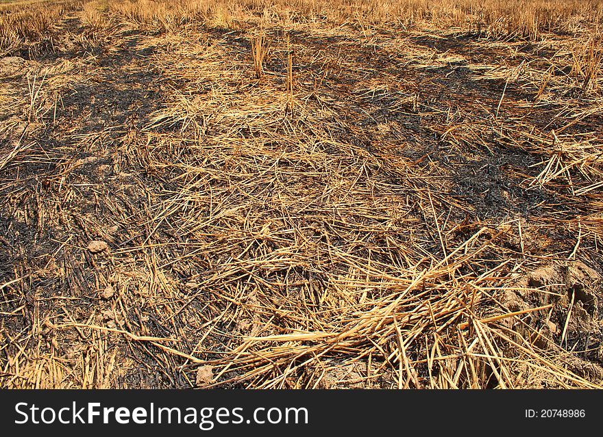 Burning of rice field after harves