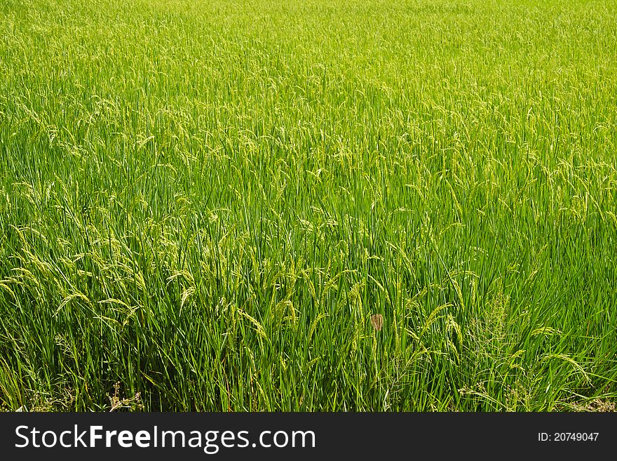 Rice fields