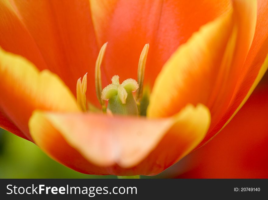 Close up the tulip flower