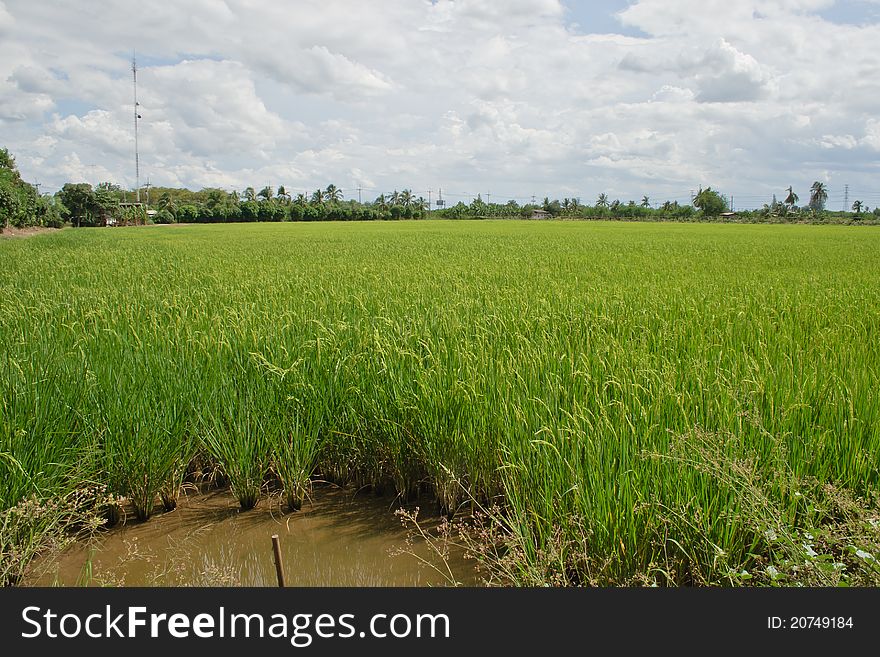 Beautiful green rice of fields. Beautiful green rice of fields