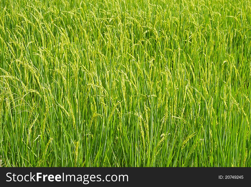 Beautiful green of rice fields