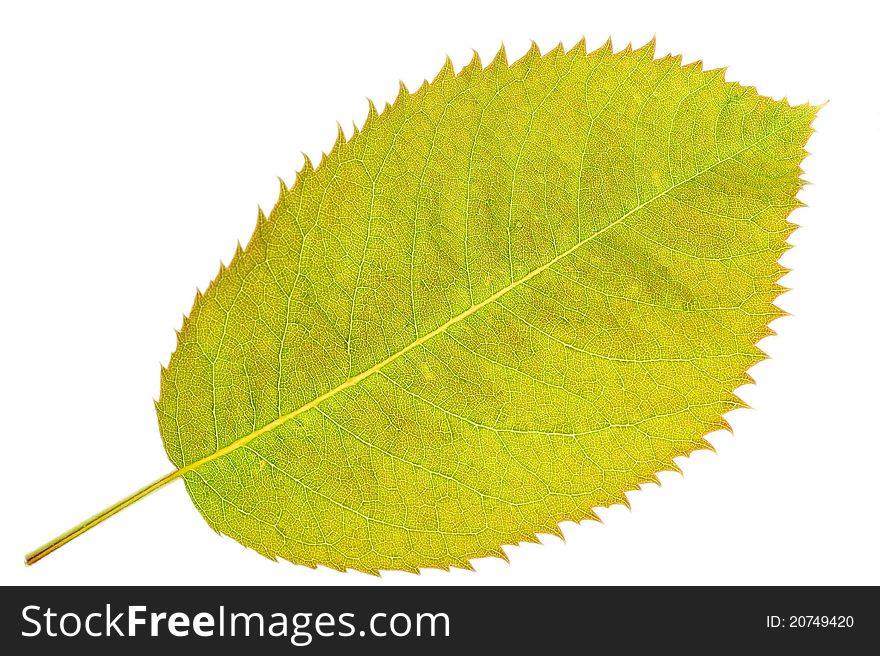 Green leaf with clearly expressed texture on the white background. Green leaf with clearly expressed texture on the white background